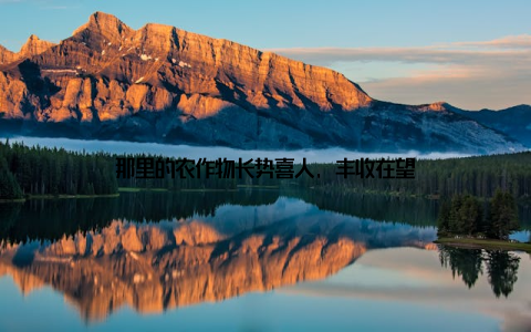 那里的农作物长势喜人, 丰收在望