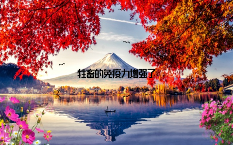 牲畜的免疫力增强了