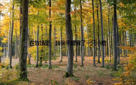 在牧场里, 我亲手喂食了一只小鹿